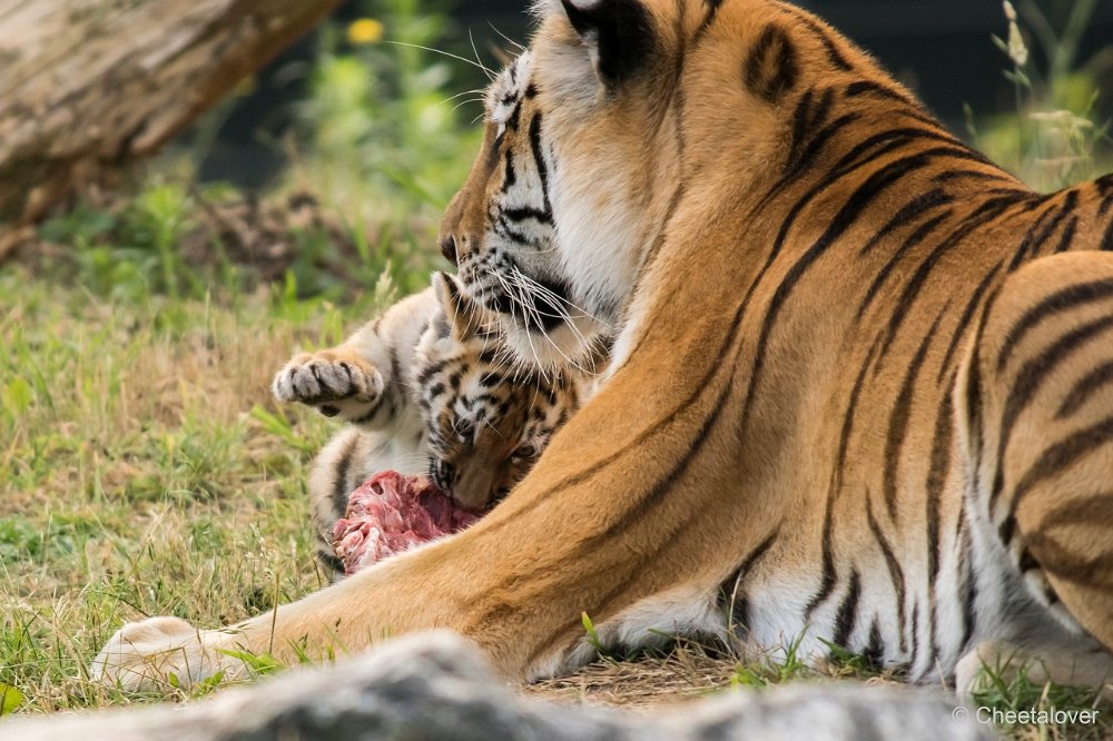 DSC00211.JPG - Amoer Tijger met welpen