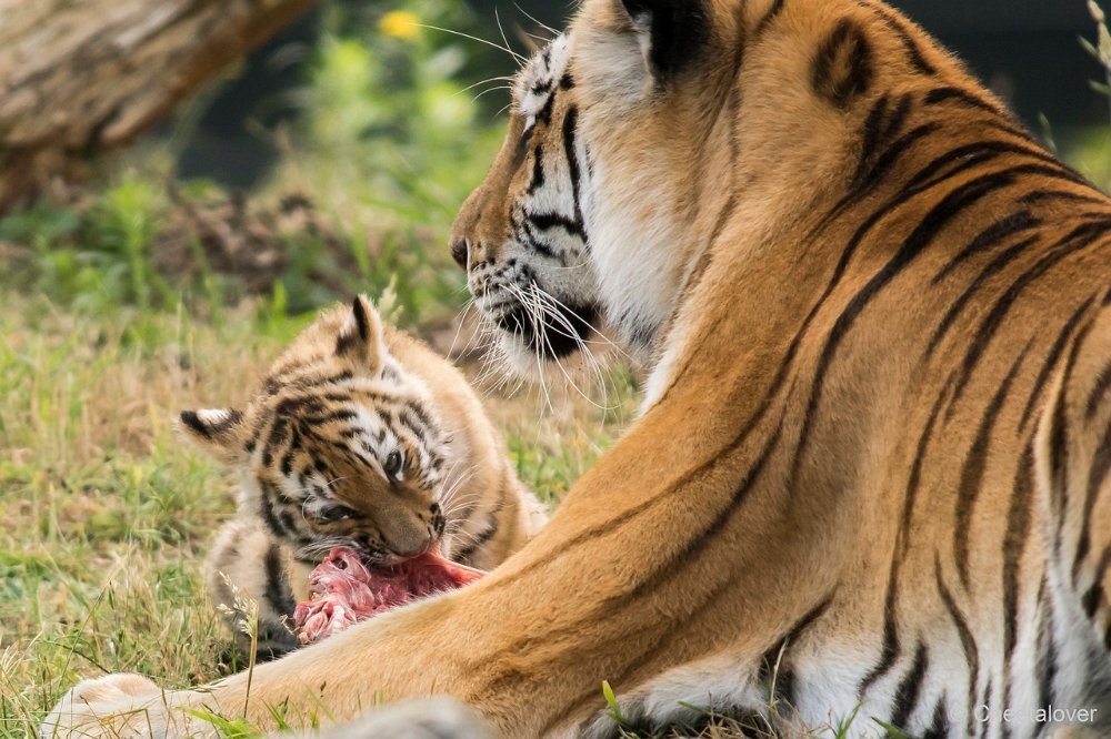 DSC00214 - kopie.JPG - Amoer Tijger met welpen