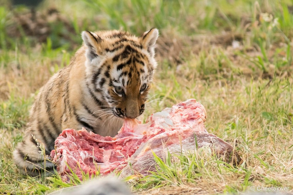 DSC00233.JPG - Amoer Tijger met welpen