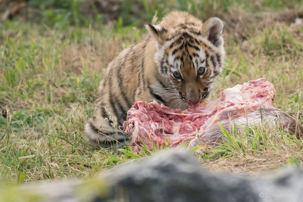 DSC00236 - kopie.JPG - Amoer Tijger met welpen