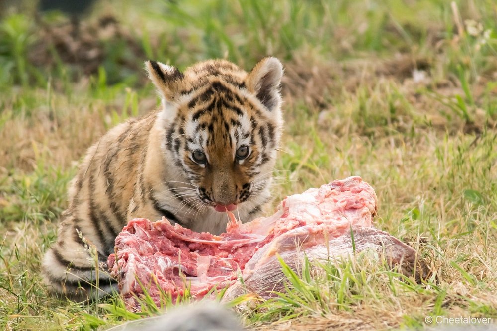 DSC00241.JPG - Amoer Tijger met welpen