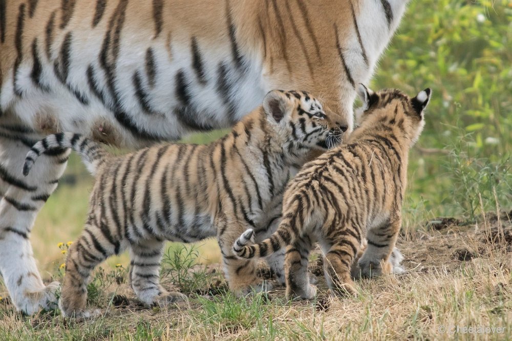 DSC00243.JPG - Amoer Tijger met welpen