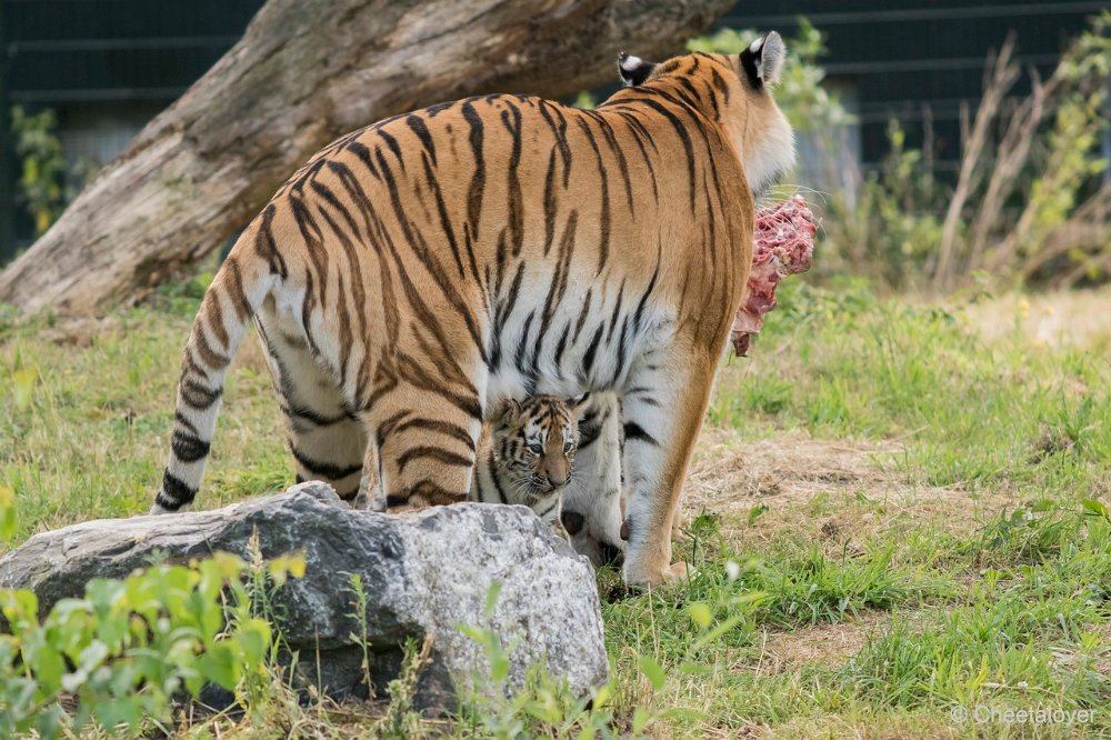 DSC00267.JPG - Amoer Tijger met welpen