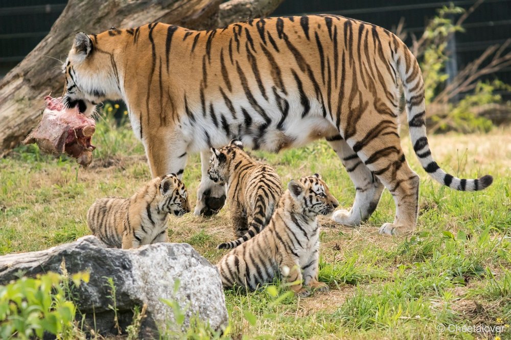 DSC00280.JPG - Amoer Tijger met welpen