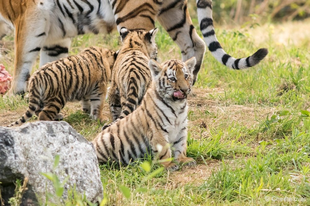 DSC00287.JPG - Amoer Tijger met welpen