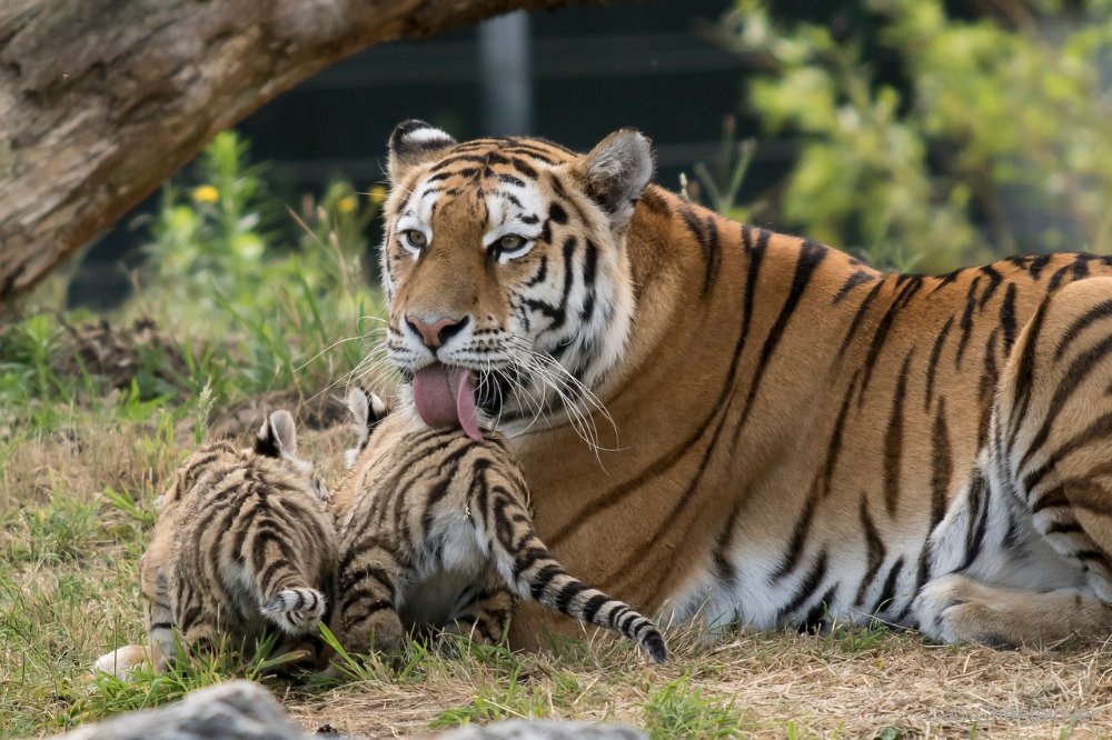 DSC00299.JPG - Amoer Tijger met welpen