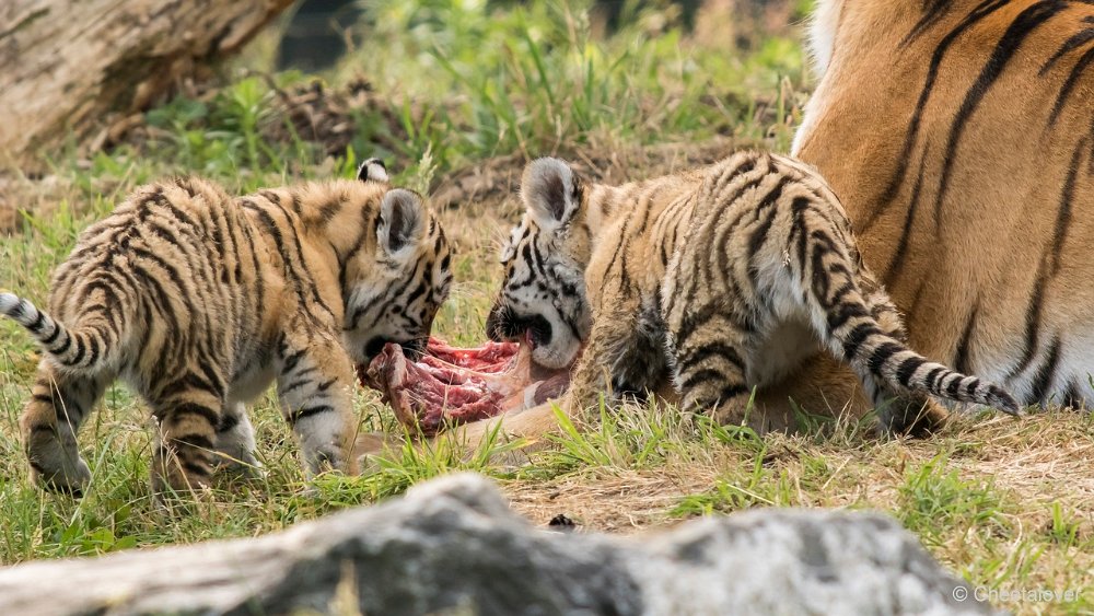 DSC00310.JPG - Amoer Tijger met welpen