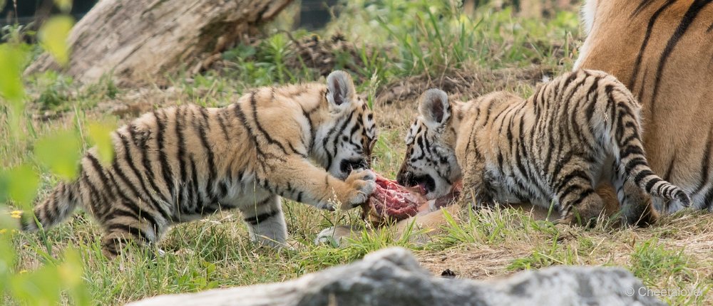 DSC00316.JPG - Amoer Tijger met welpen