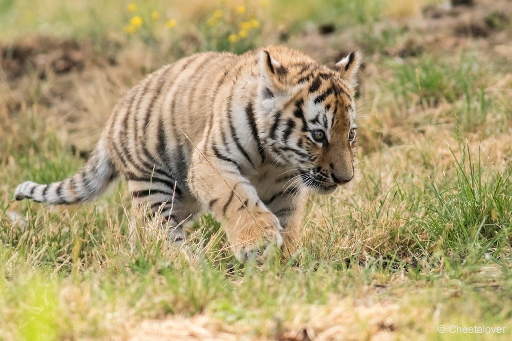 DSC00336.JPG - Amoer Tijger met welpen