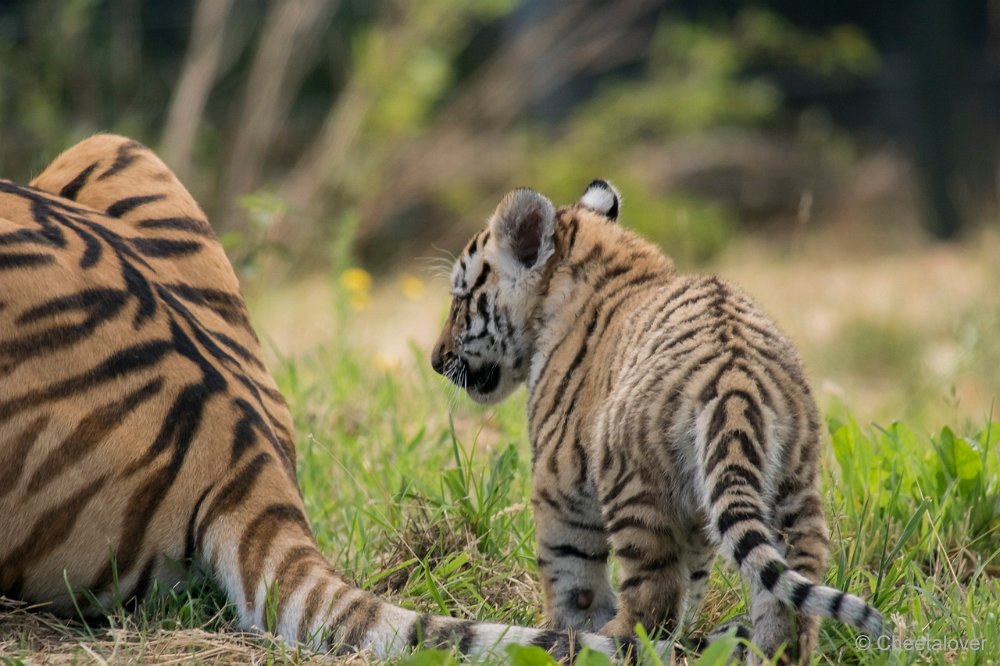 DSC00343 - kopie.JPG - Amoer Tijger met welpen