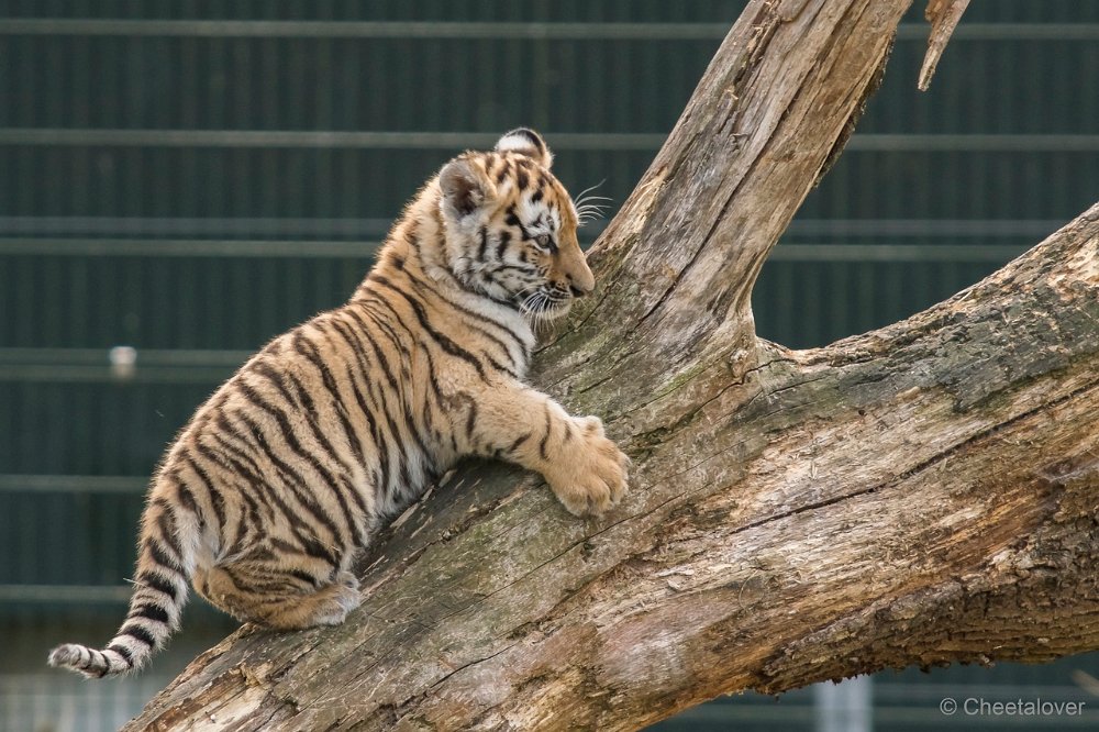 DSC00362.JPG - Amoer Tijger met welpen