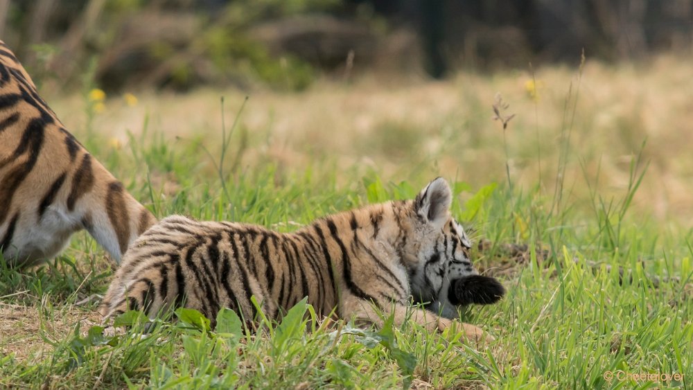 DSC00383.JPG - Amoer Tijger met welpen