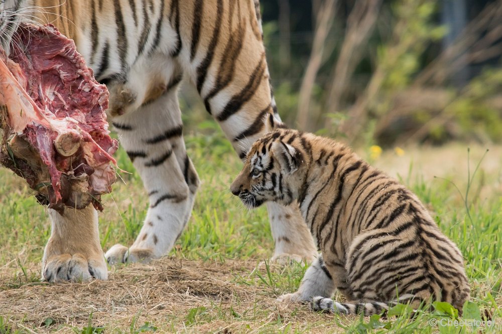 DSC00393.JPG - Amoer Tijger met welpen