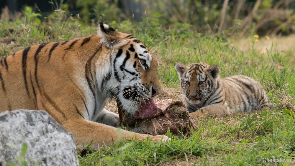 DSC00398 - kopie.JPG - Amoer Tijger met welpen