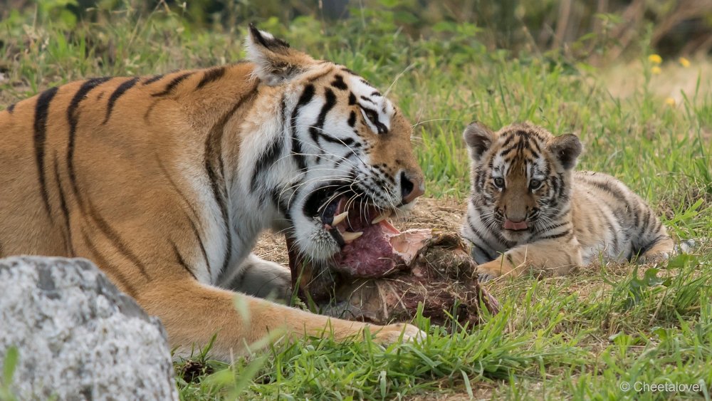 DSC00400.JPG - Amoer Tijger met welpen