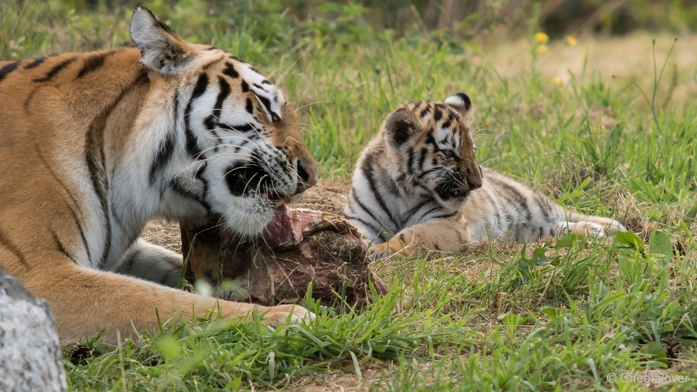 DSC00404.JPG - Amoer Tijger met welpen