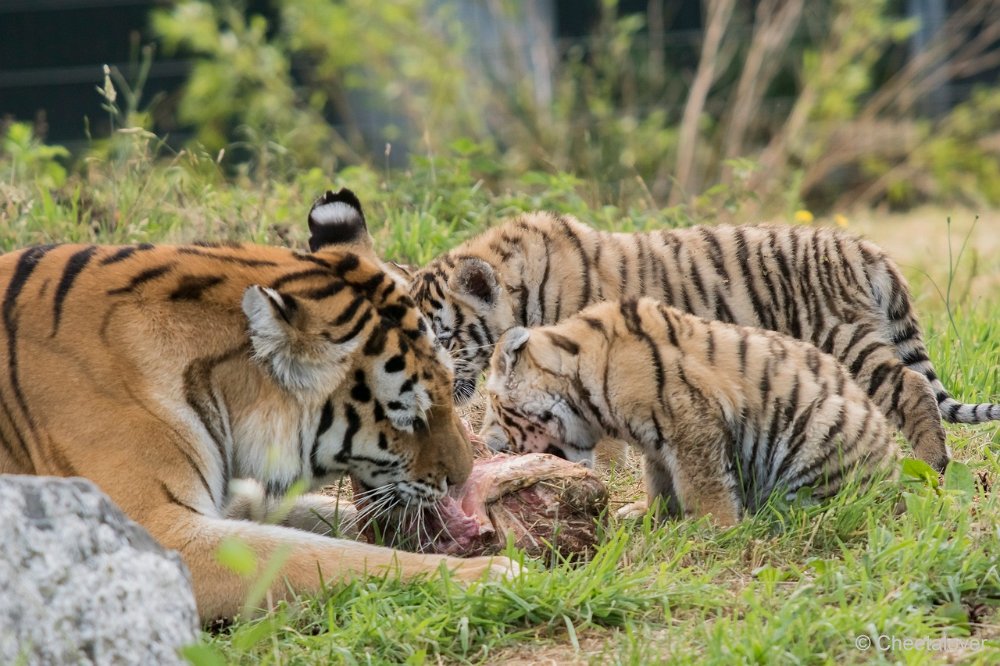 DSC00415 - kopie.JPG - Amoer Tijger met welpen