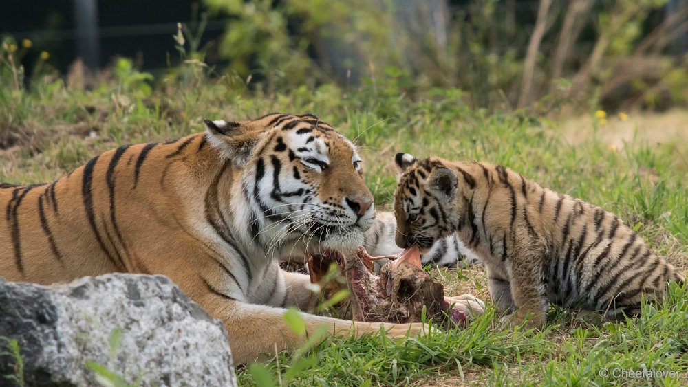 DSC00428.JPG - Amoer Tijger met welpen