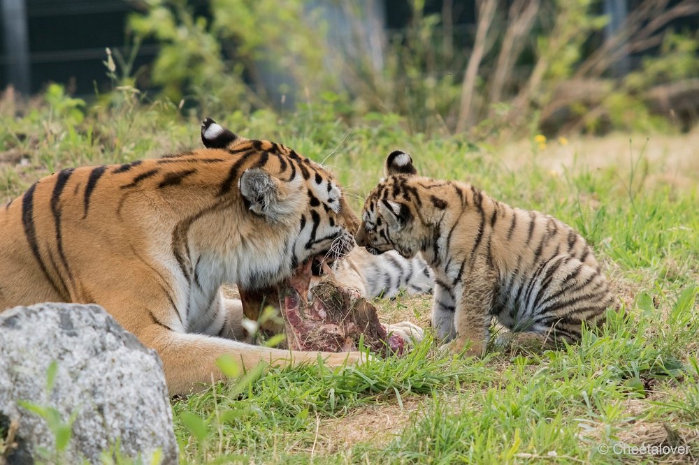 DSC00432 - kopie.JPG - Amoer Tijger met welpen