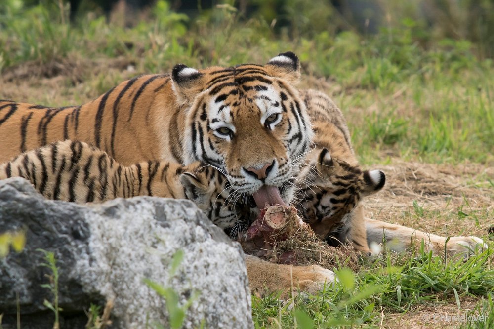 DSC00445.JPG - Amoer Tijger met welpen