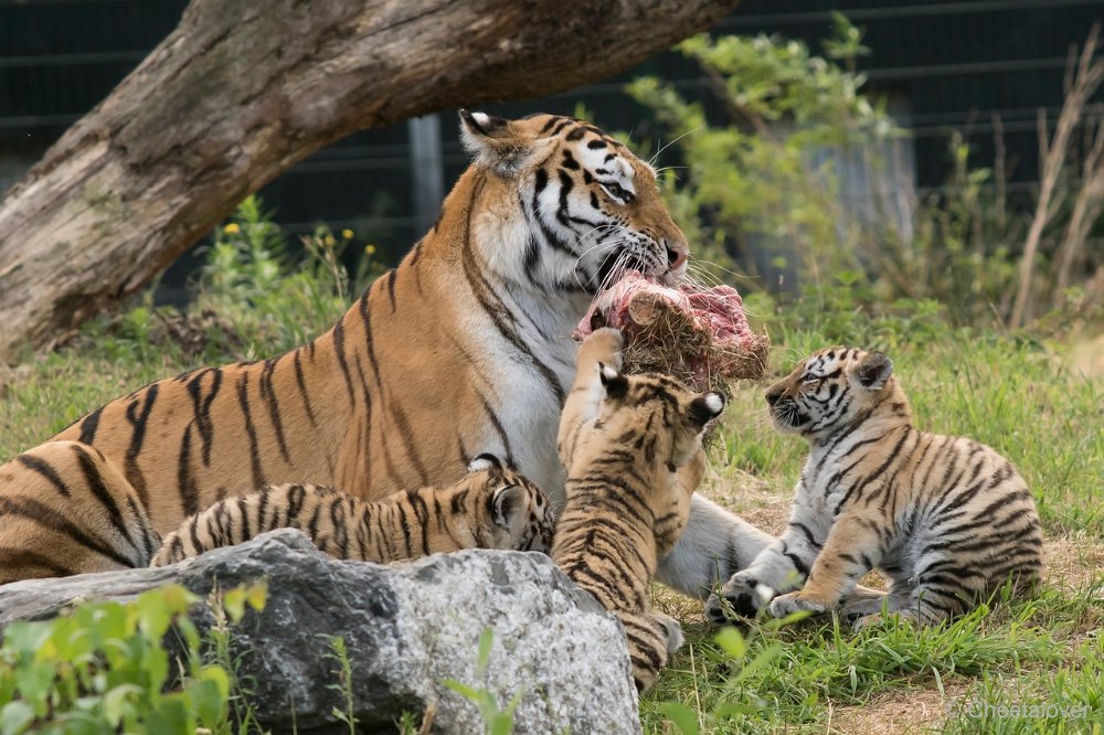 DSC00450.JPG - Amoer Tijger met welpen