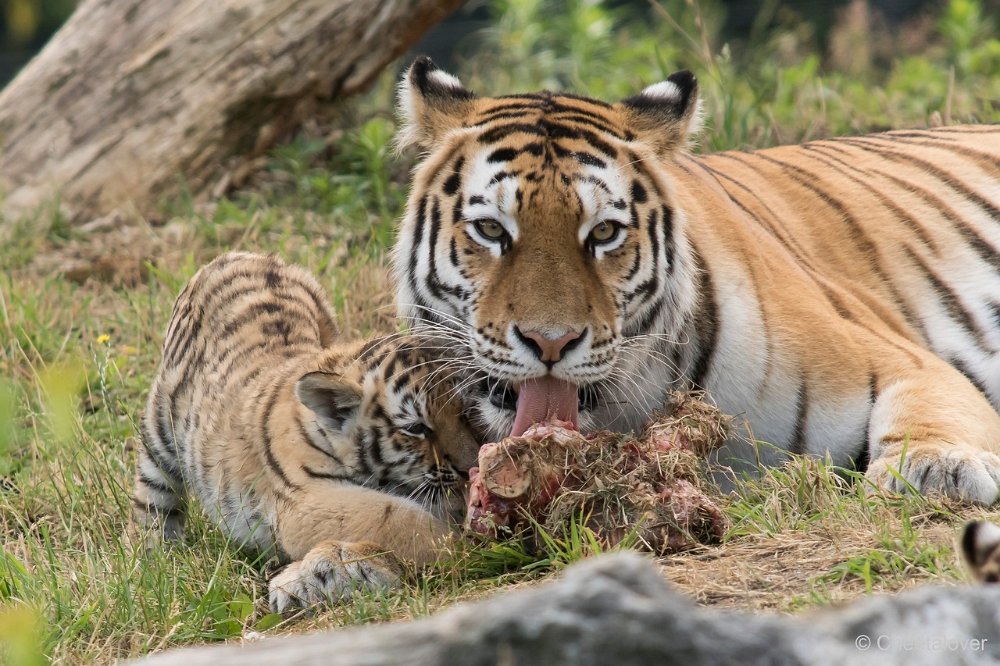 DSC00469.JPG - Amoer Tijger met welpen