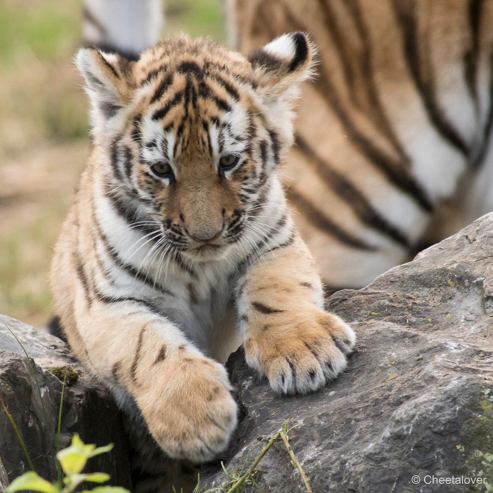 DSC00494 - kopie.JPG - Amoer Tijger met welpen