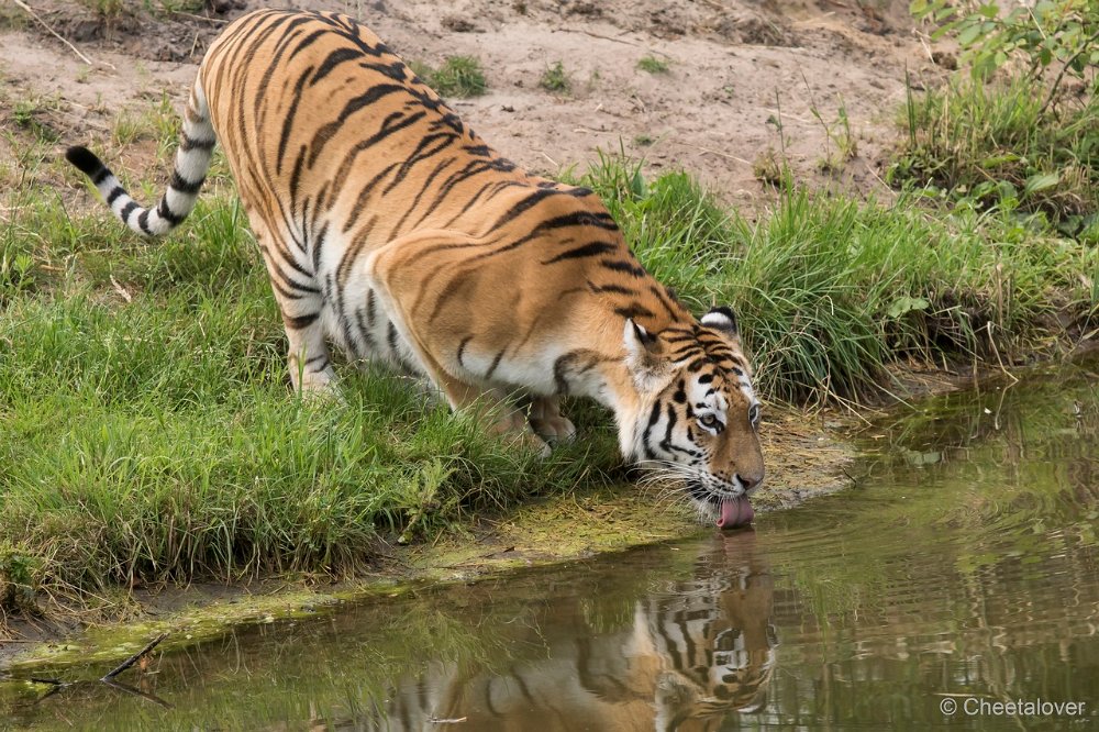 DSC00597.JPG - Amoer Tijger met welpen