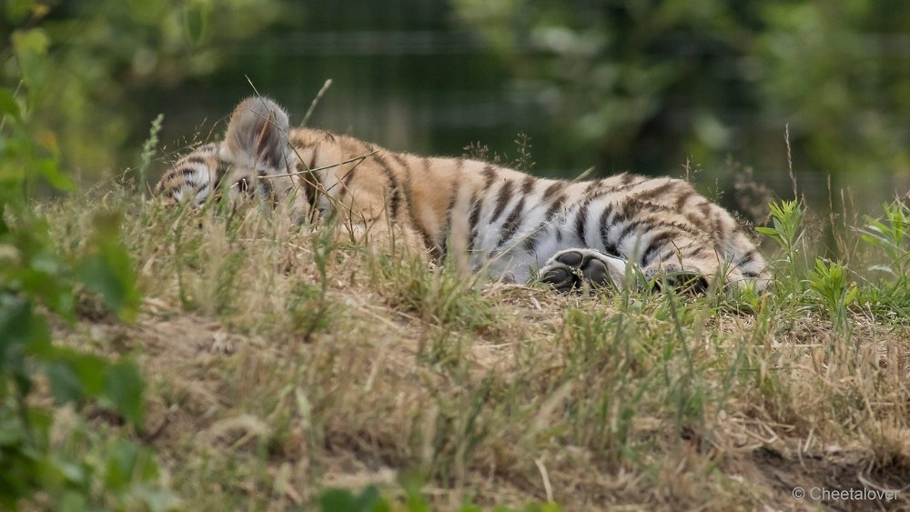 DSC00599 - kopie.JPG - Amoer Tijger met welpen