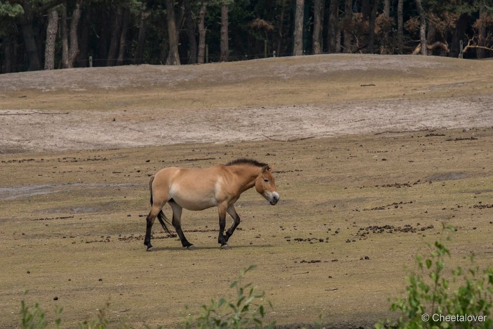 DSC00718.JPG - Przewalskipaard