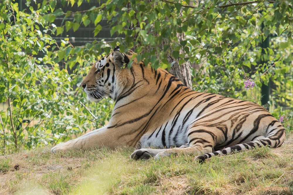 DSC00735.JPG - Amoer Tijger met welpen