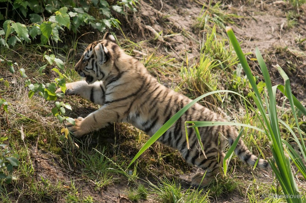 DSC00746 - kopie.JPG - Amoer Tijger met welpen