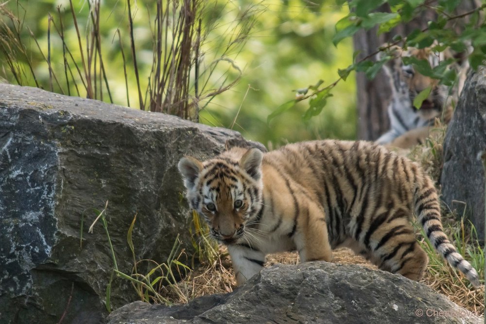 DSC00757 - kopie.JPG - Amoer Tijger met welpen