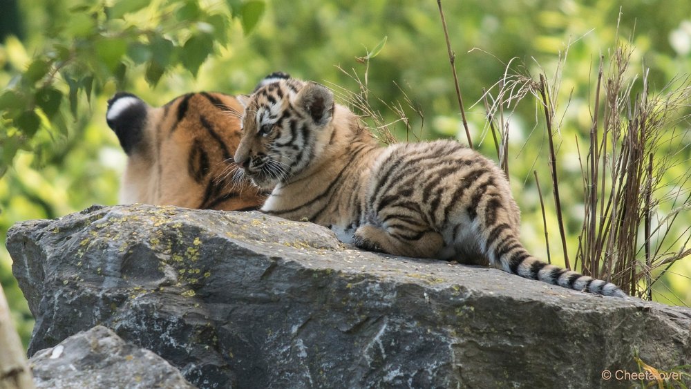 DSC00771.JPG - Amoer Tijger met welpen