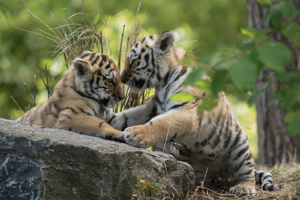 DSC00794 - kopie.JPG - Amoer Tijger met welpen