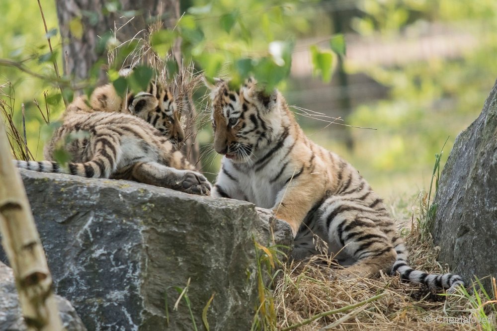 DSC00877.JPG - Amoer Tijger met welpen