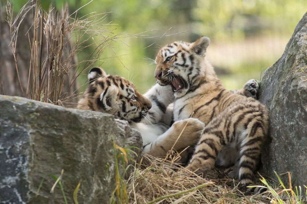 DSC00917.JPG - Amoer Tijger met welpen