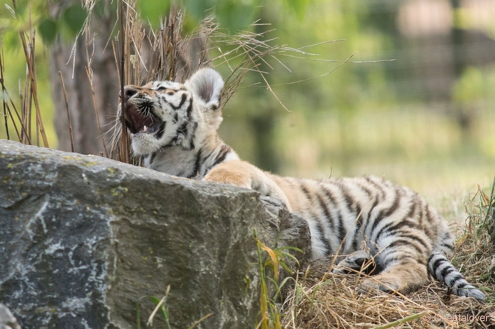 DSC01006.JPG - Amoer Tijger met welpen