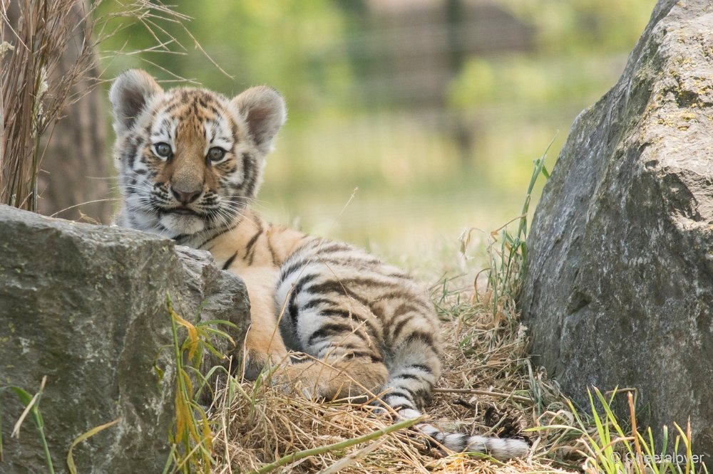 DSC01034.JPG - Amoer Tijger met welpen