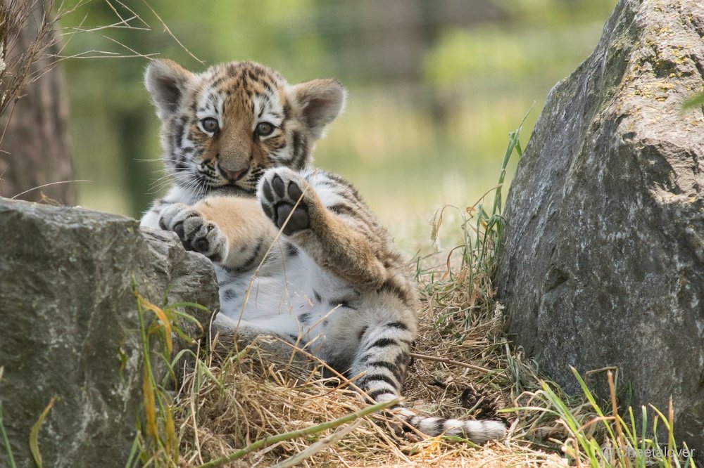 DSC01046.JPG - Amoer Tijger met welpen