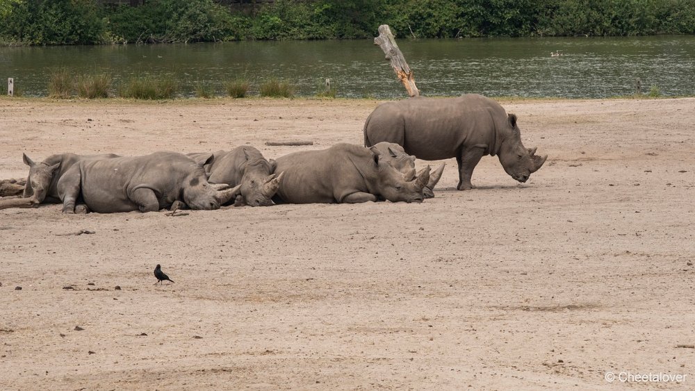 DSC01116.JPG - Breedlipneushoorn