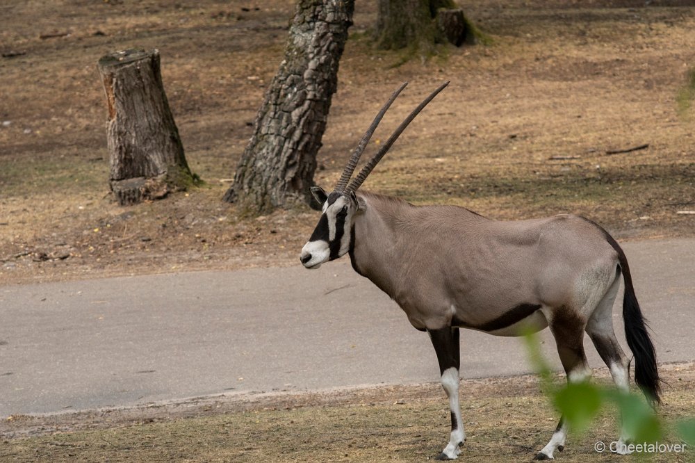 DSC01137.JPG - Gemsbok