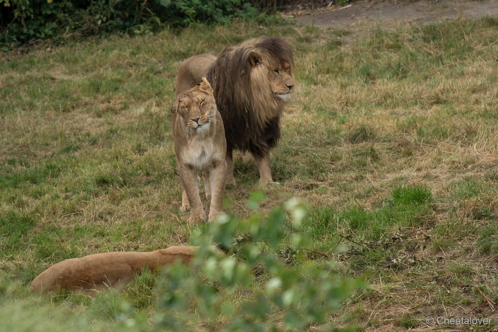 DSC01180.JPG - Afrikaanse Leeuw