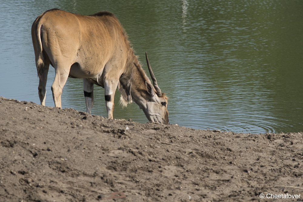 DSC00039.JPG - Elandantilope