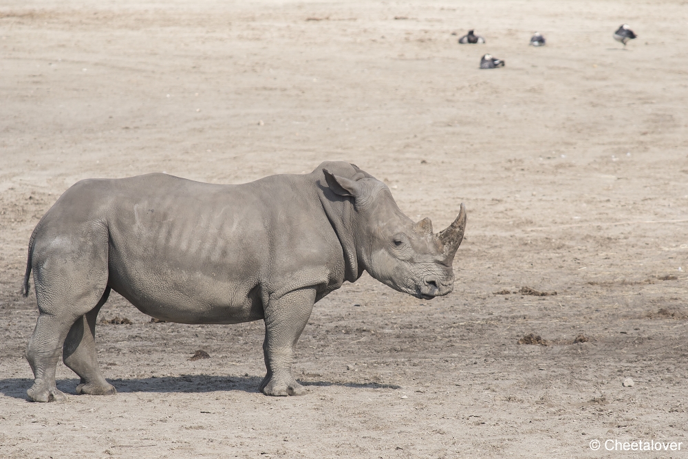 DSC00041.JPG - Breedlipneushoorn