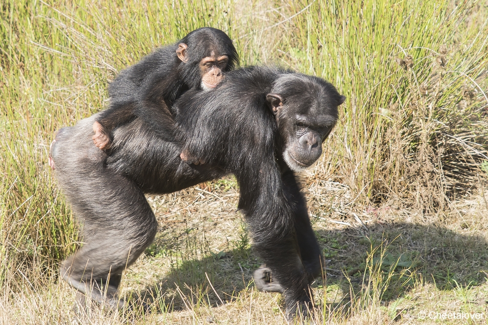 DSC00047.JPG - West-Afrikaanse Chimpansee