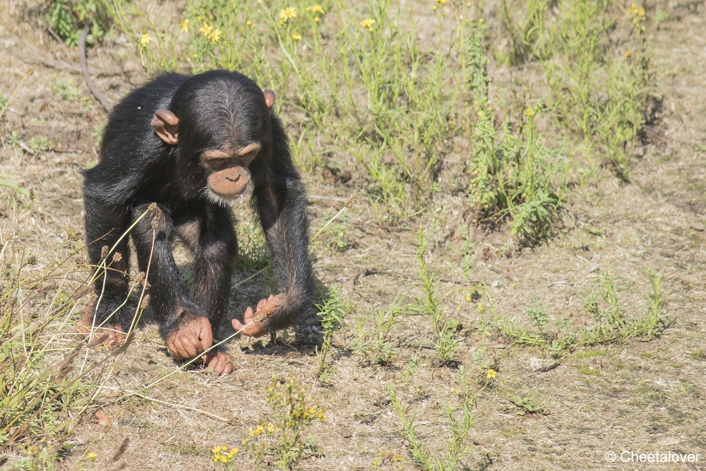 DSC00061.JPG - West-Afrikaanse Chimpansee