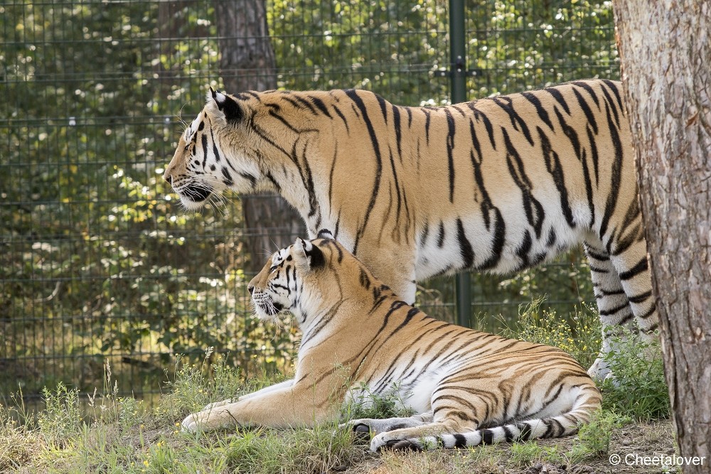 DSC00079.JPG - Amoertijger met welpen