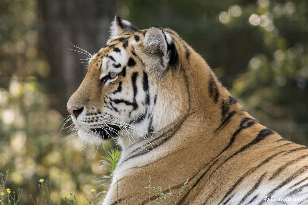 DSC00089.JPG - Amoertijger met welpen