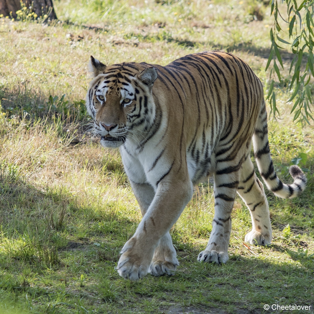 DSC00107.JPG - Amoertijger met welpen